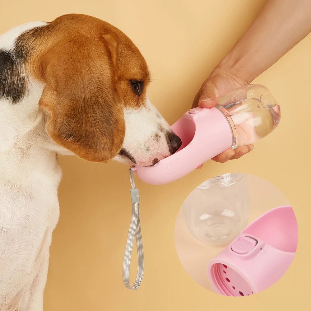 Gourdes pour Chiens & Chats  🐾