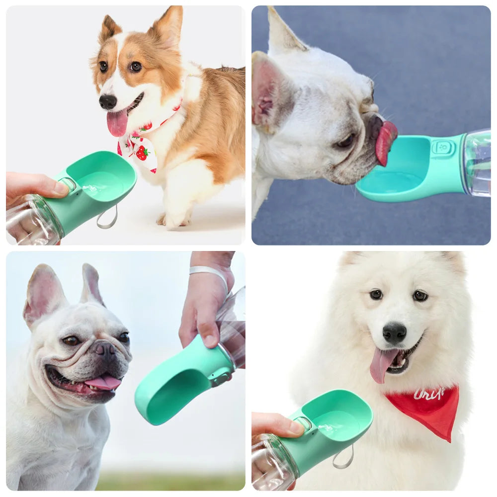 Gourdes pour Chiens & Chats  🐾